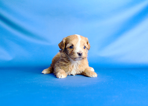 ブリーダー直接販売のミックス犬・マルプー(マルチーズ×プードル)の子犬