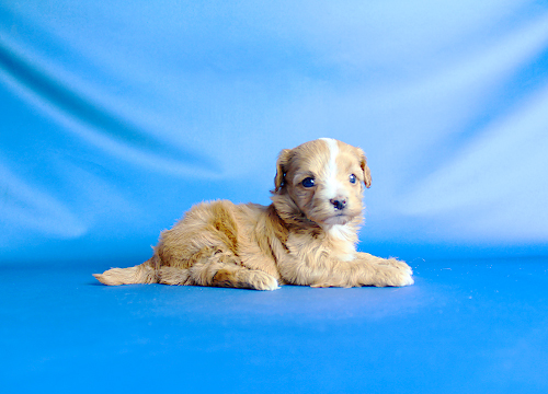 ブリーダー直接販売のミックス犬・マルプー(マルチーズ×プードル)の子犬