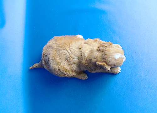 ブリーダー直接販売のミックス犬・マルプー(マルチーズ×プードル)の子犬