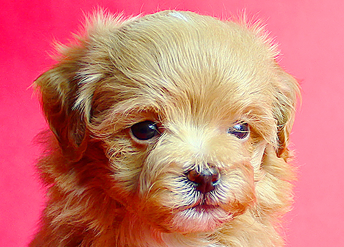 ブリーダー直接販売のミックス犬・マルプー(マルチーズ×プードル)の子犬