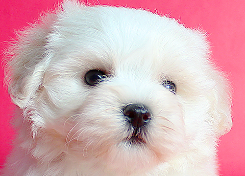 ブリーダー直接販売のミックス犬・マルプー(マルチーズ×プードル)の子犬