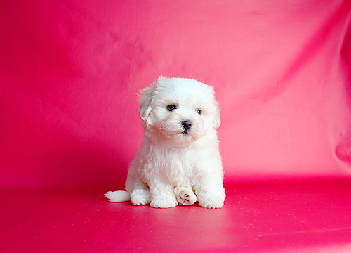 ブリーダー直接販売のミックス犬・マルプー(マルチーズ×プードル)の子犬