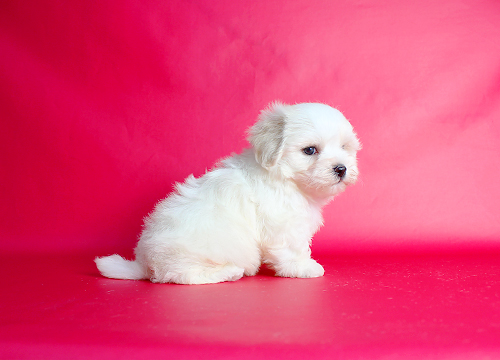 ブリーダー直接販売のミックス犬・マルプー(マルチーズ×プードル)の子犬
