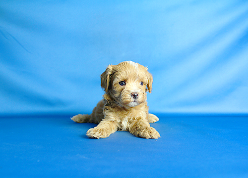 ブリーダー直接販売のミックス犬・マルプー(マルチーズ×プードル)の子犬