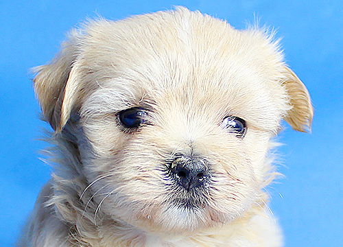 ブリーダー直接販売のミックス犬・マルプー(マルチーズ×プードル)の子犬
