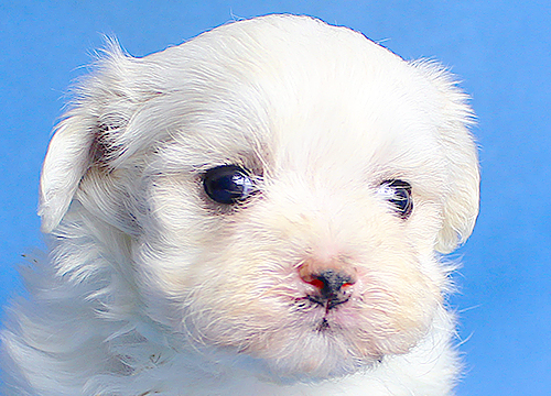 ブリーダー直接販売のミックス犬・マルプー(マルチーズ×プードル)の子犬