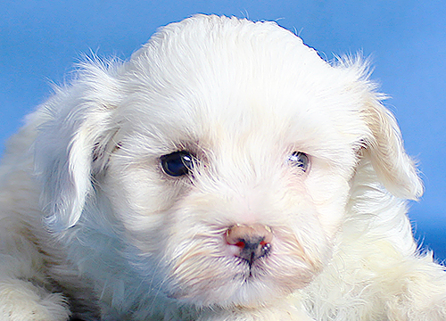 ブリーダー直接販売のミックス犬・マルプー(マルチーズ×プードル)の子犬