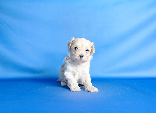 ブリーダー直接販売のミックス犬・マルプー(マルチーズ×プードル)の子犬