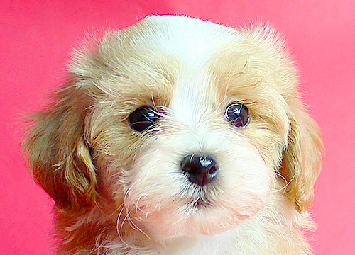 ブリーダー直接販売のミックス犬・マルプー(マルチーズ×プードル)の子犬