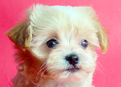 ブリーダー直接販売のミックス犬・マルプー(マルチーズ×プードル)の子犬