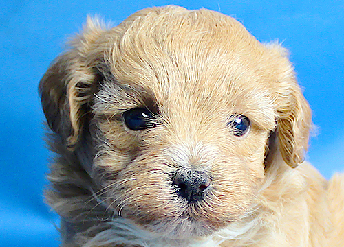 ブリーダー直接販売のミックス犬・マルプー(マルチーズ×プードル)の子犬