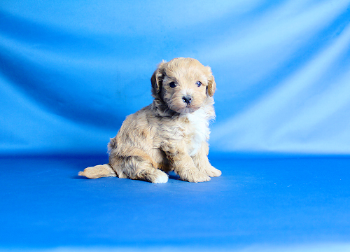 ブリーダー直接販売のミックス犬・マルプー(マルチーズ×プードル)の子犬