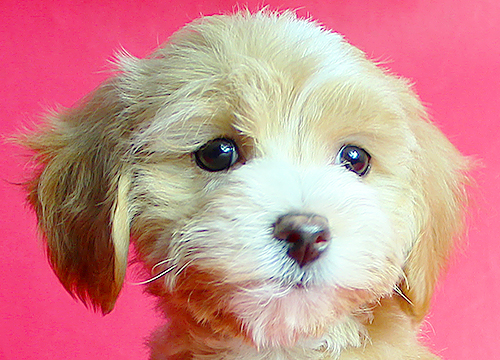 ブリーダー直接販売のミックス犬・マルプー(マルチーズ×プードル)の子犬