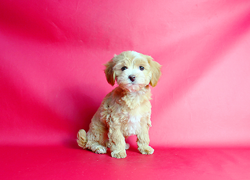 ブリーダー直接販売のミックス犬・マルプー(マルチーズ×プードル)の子犬