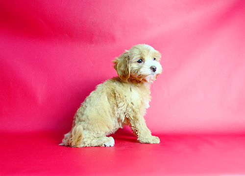 ブリーダー直接販売のミックス犬・マルプー(マルチーズ×プードル)の子犬