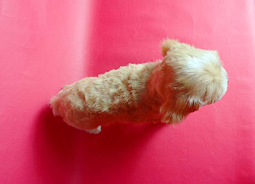ブリーダー直接販売のミックス犬・マルプー(マルチーズ×プードル)の子犬