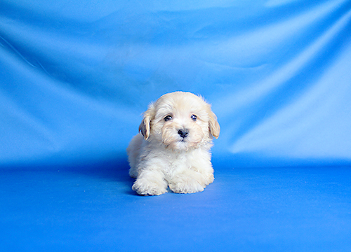 ブリーダー直接販売のミックス犬・マルプー(マルチーズ×プードル)の子犬