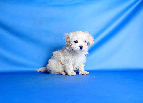 ブリーダー直接販売のミックス犬・マルプー(マルチーズ×プードル)の子犬