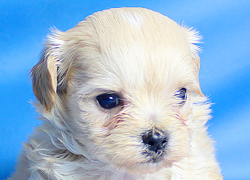 ブリーダー直接販売のミックス犬・マルプー(マルチーズ×プードル)の子犬