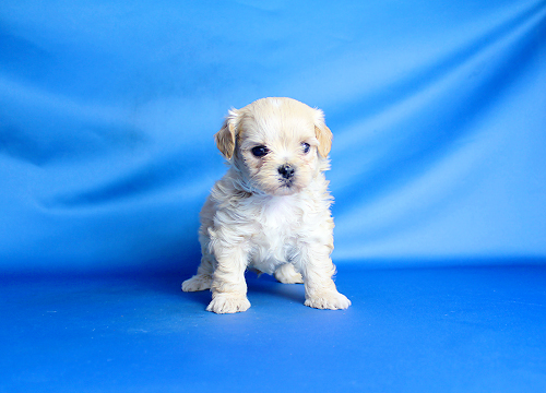 ブリーダー直接販売のミックス犬・マルプー(マルチーズ×プードル)の子犬