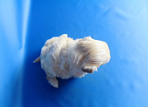 ブリーダー直接販売のミックス犬・マルプー(マルチーズ×プードル)の子犬