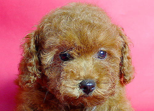 ブリーダー直接販売のミックス犬・マルプー(マルチーズ×プードル)の子犬
