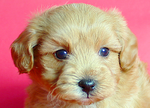 ブリーダー直接販売のミックス犬・マルプー(マルチーズ×プードル)の子犬