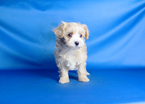 ブリーダー直接販売のミックス犬・マルプー(マルチーズ×プードル)の子犬