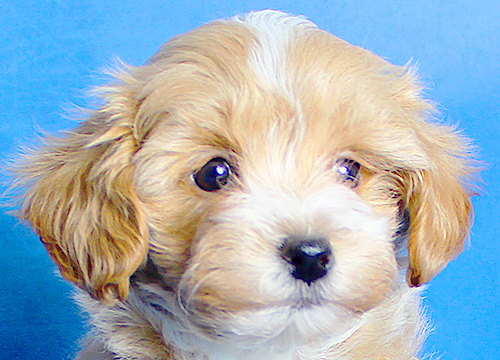 ブリーダー直接販売のミックス犬・マルプー(マルチーズ×プードル)の子犬