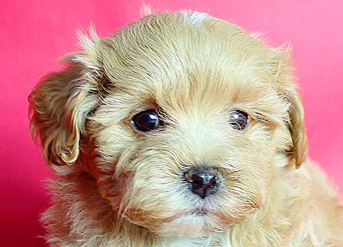 ブリーダー直接販売のミックス犬・マルプー(マルチーズ×プードル)の子犬