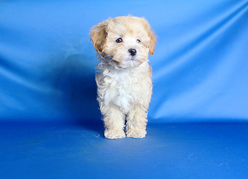 ブリーダー直接販売のミックス犬・マルプー(マルチーズ×プードル)の子犬