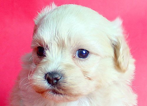 ブリーダー直接販売のミックス犬・マルプー(マルチーズ×プードル)の子犬