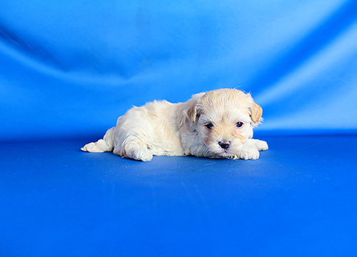 ブリーダー直接販売のミックス犬・マルプー(マルチーズ×プードル)の子犬