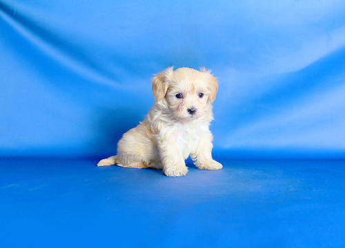 ブリーダー直接販売のミックス犬・マルプー（マルチーズ×プードル）の子犬