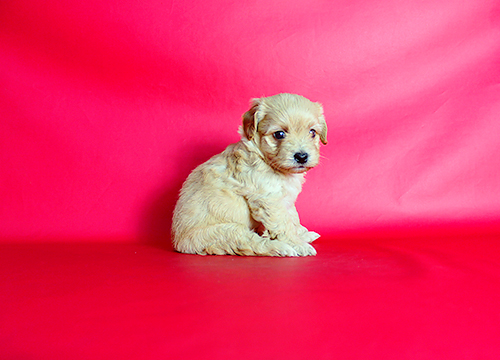ブリーダー直接販売のミックス犬・マルプー(マルチーズ×プードル)の子犬