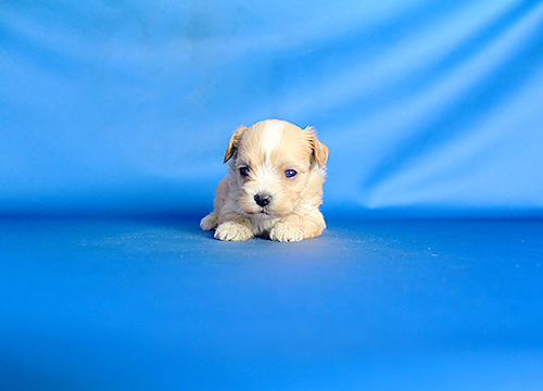 ブリーダー直接販売のミックス犬・マルプー（マルチーズ×プードル）の子犬