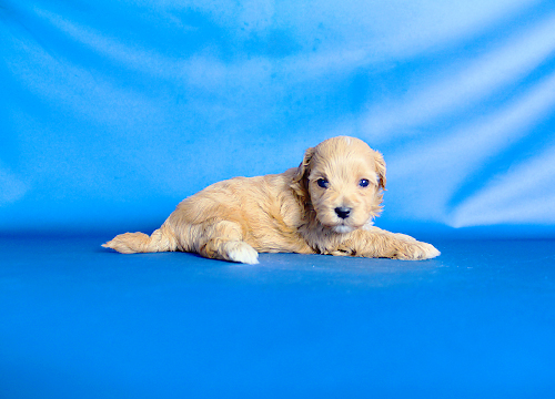 ブリーダー直接販売のミックス犬・マルプー（マルチーズ×プードル）の子犬