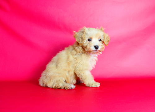 ブリーダー直接販売のミックス犬・マルプー(マルチーズ×プードル)の子犬