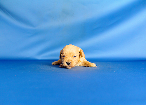 ブリーダー直接販売のミックス犬・マルプー（マルチーズ×プードル）の子犬