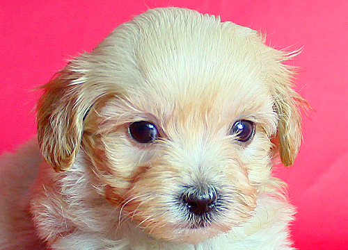 ブリーダー直接販売のミックス犬・マルプー(マルチーズ×プードル)の子犬