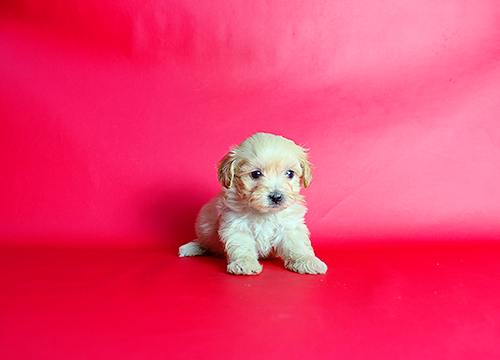 ブリーダー直接販売のミックス犬・マルプー(マルチーズ×プードル)の子犬