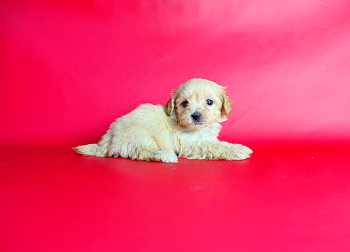 ブリーダー直接販売のミックス犬・マルプー(マルチーズ×プードル)の子犬