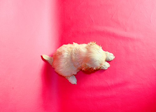 ブリーダー直接販売のミックス犬・マルプー(マルチーズ×プードル)の子犬