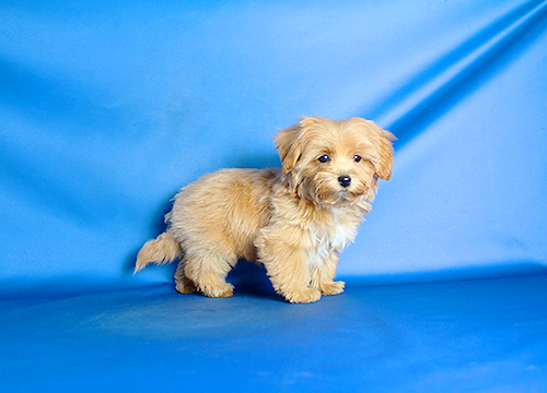 ブリーダー直接販売のミックス犬・マルプー(マルチーズ×プードル)の子犬