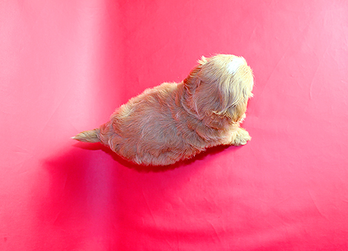 ブリーダー直接販売のミックス犬・マルプー(マルチーズ×プードル)の子犬