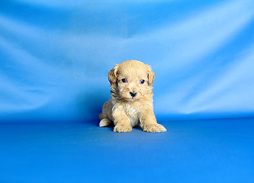 ブリーダー直接販売のミックス犬・マルプー（マルチーズ×プードル）の子犬