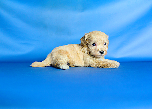 ブリーダー直接販売のミックス犬・マルプー（マルチーズ×プードル）の子犬