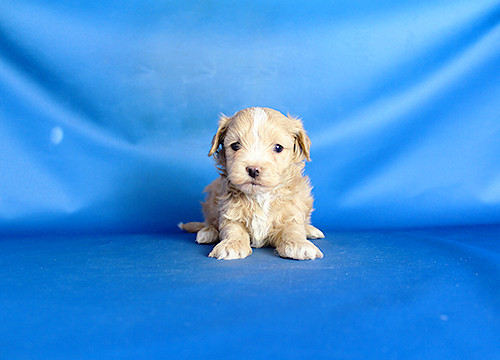 ブリーダー直接販売のミックス犬・マルプー（マルチーズ×プードル）の子犬