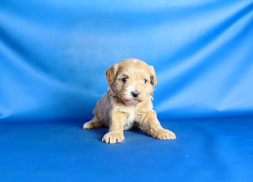 ブリーダー直接販売のミックス犬・マルプー（マルチーズ×プードル）の子犬