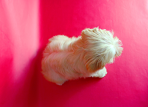 ブリーダー直接販売のミックス犬・マルプー(マルチーズ×プードル)の子犬